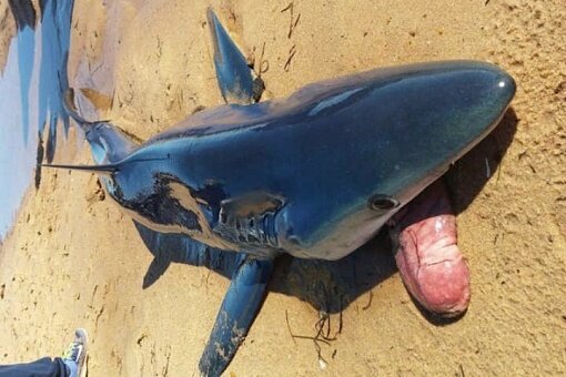 Акула выплюнула желудок