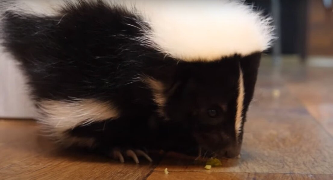 Аккуратно, по привычки скунсы могут поднимать хвост для атаки, в такие моменты зверя лучше не трогать.