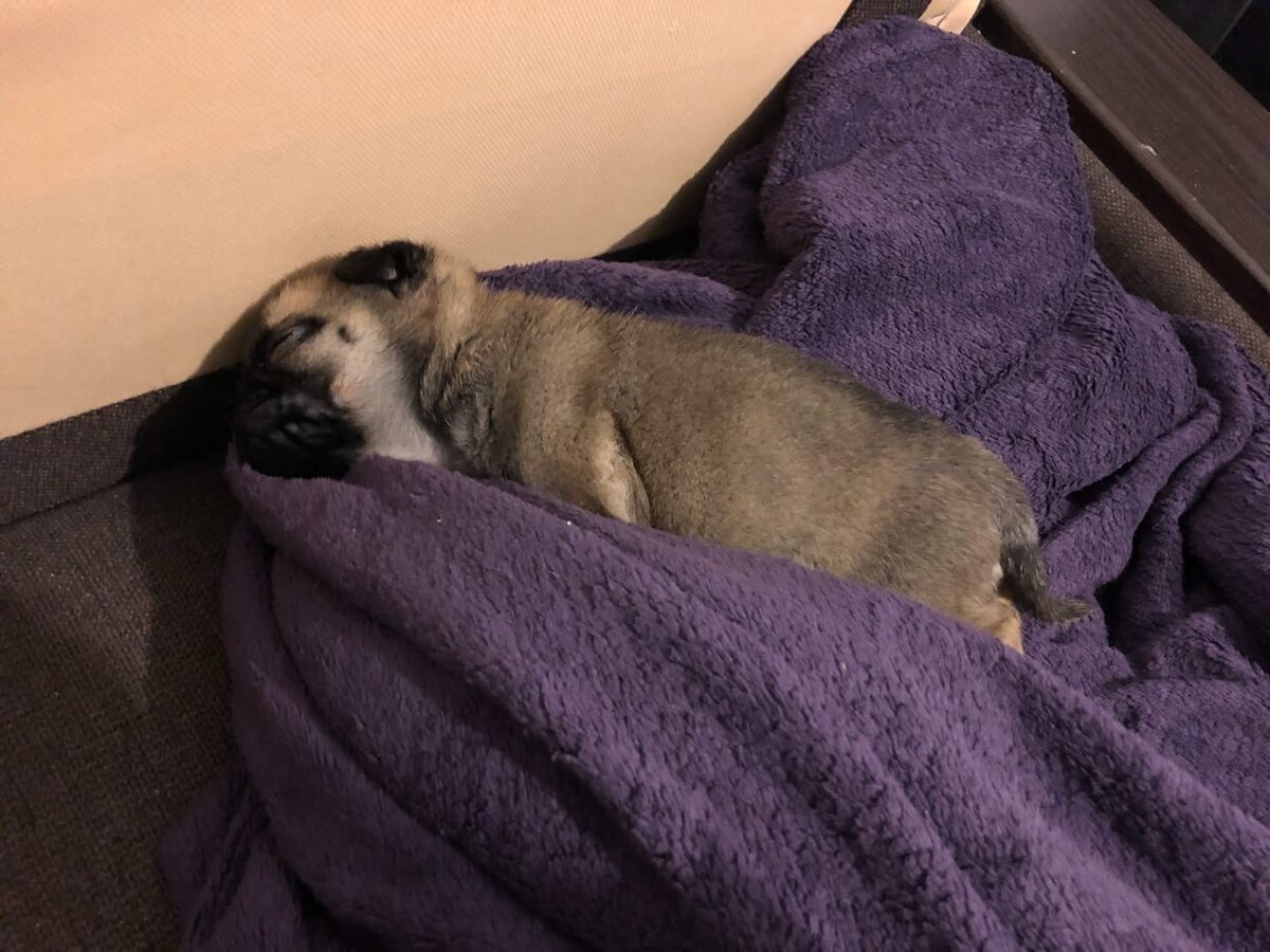 Маленький шмопс.