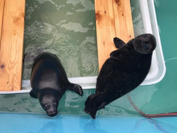 «Братцы» в Центре спасения тюленей | фото: vk.com/sealrescue
