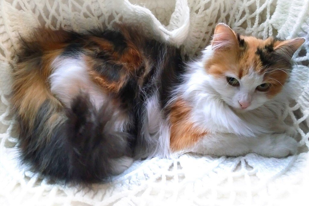 У каких кошек рождаются трехцветные котята. Британская длинношёрстная кошка трехцветная. Ангорская кошка трехцветная черепаховая. Британская богатка. Сибирская трехшерстная кошка.
