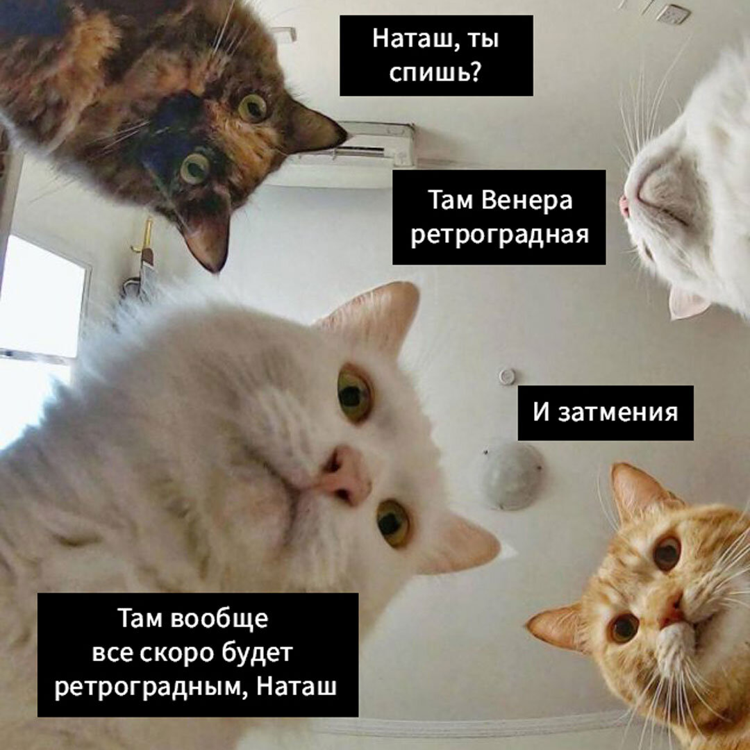 Фото коты и наташа