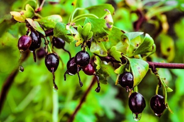 Урожайная золотистая смородина: секреты выращивания и ухода