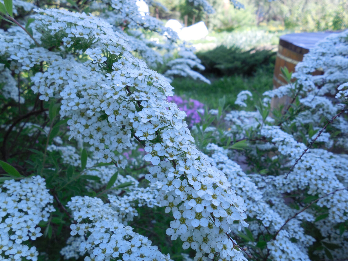 Спирея серая Грефшейм цветение