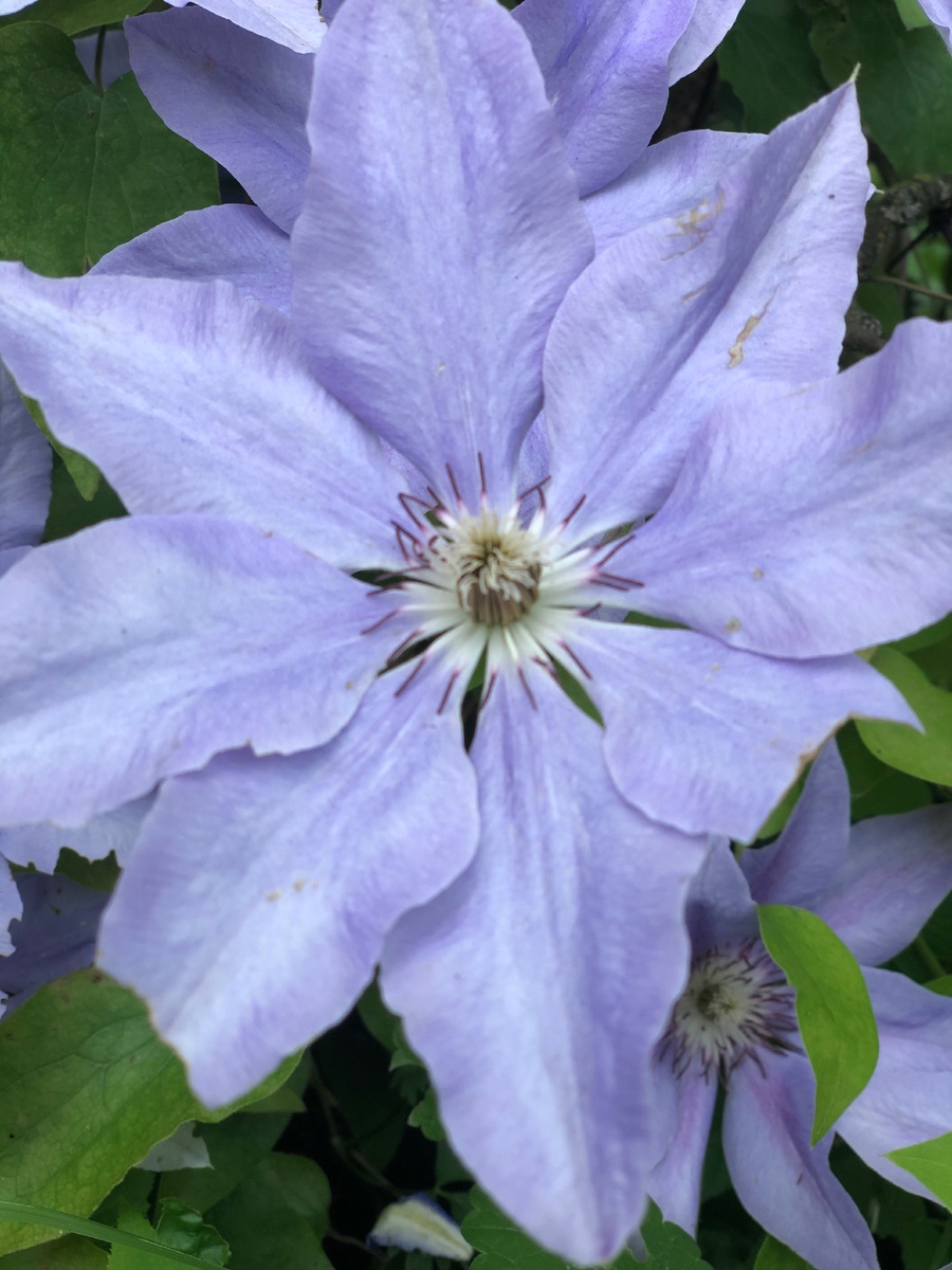 Сказочный цветок