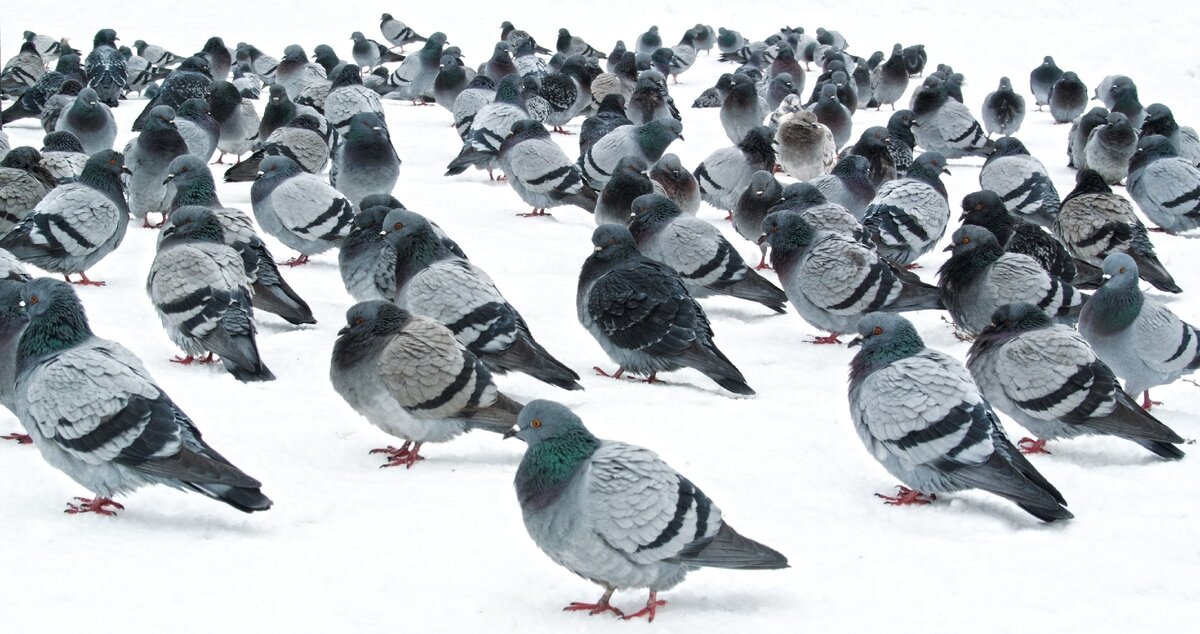 Новый год - магазины 