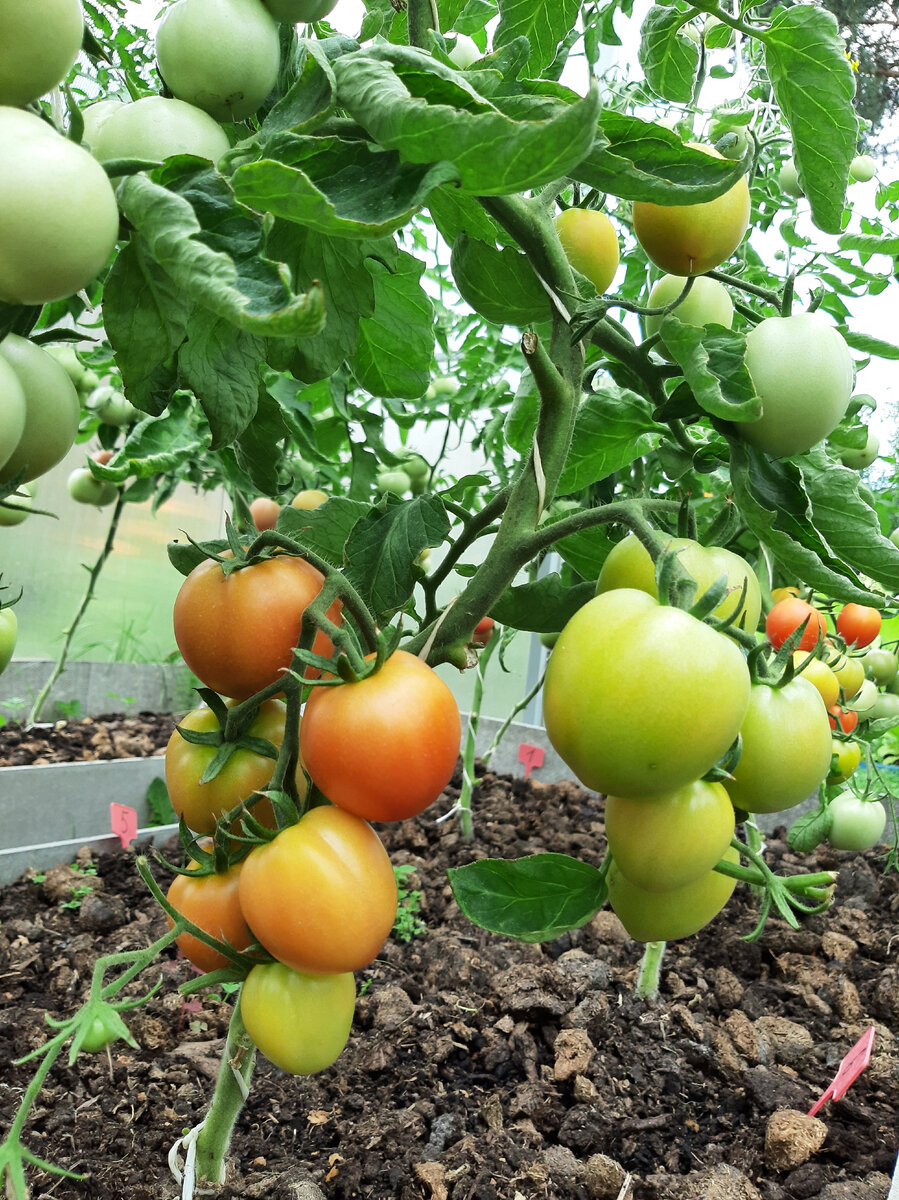 Мои помидорки.