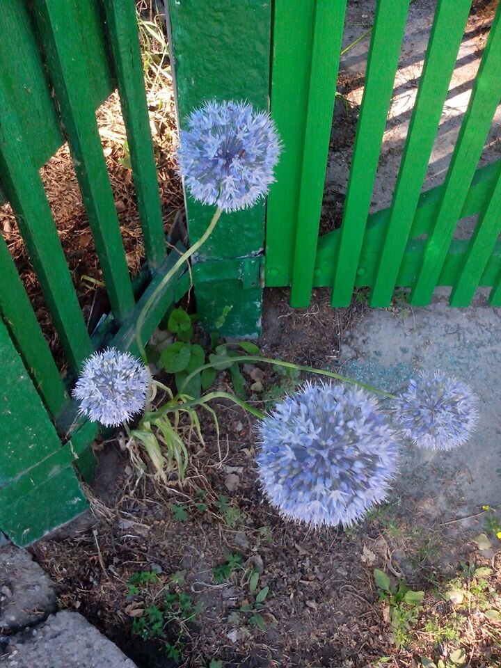 ул Воеводского Академгородок Новосибирск  фото автора