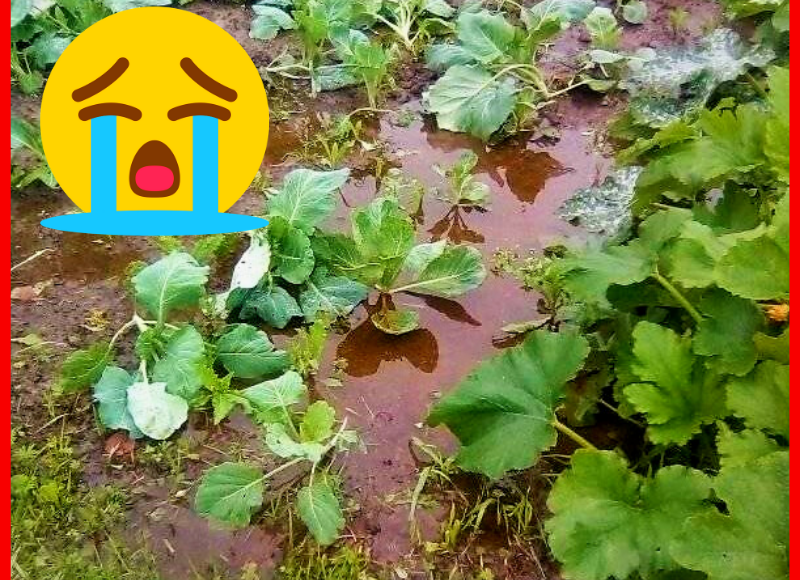 Заставка для статьи. Затопленные грядки после дождя