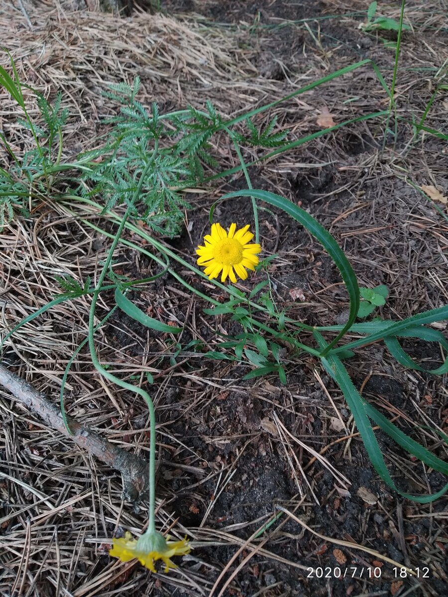Цветок в лесу. Для фона