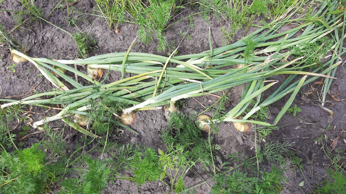 Лук и морковь на одной грядке. Фото автора.