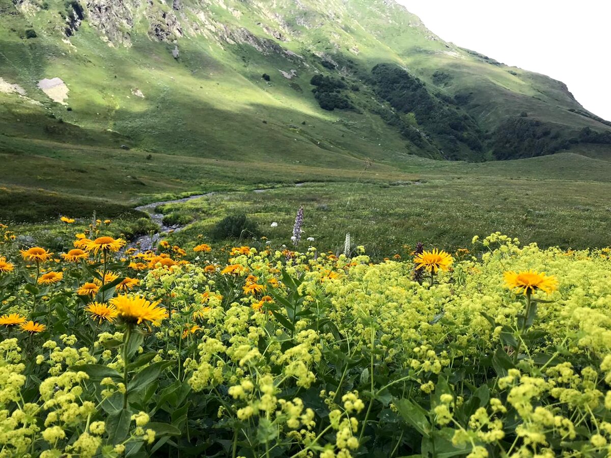 Альпийские Луга красная Поляна