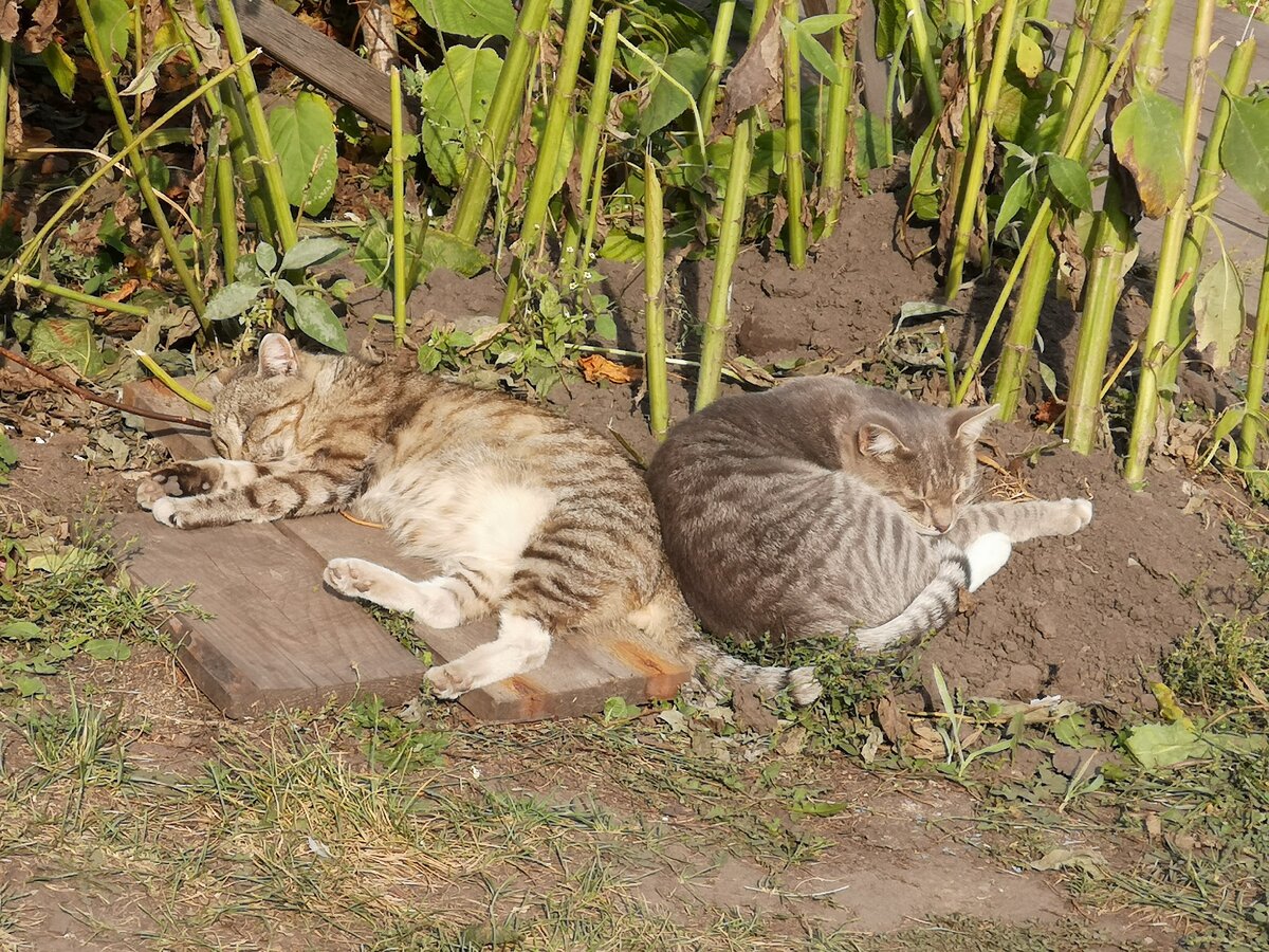 Хвостатые лежебоки. Фото автора. 