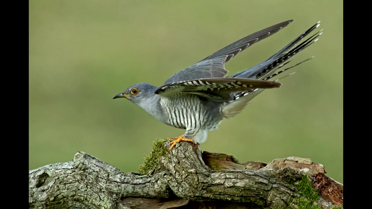 звук кукушки 🐦