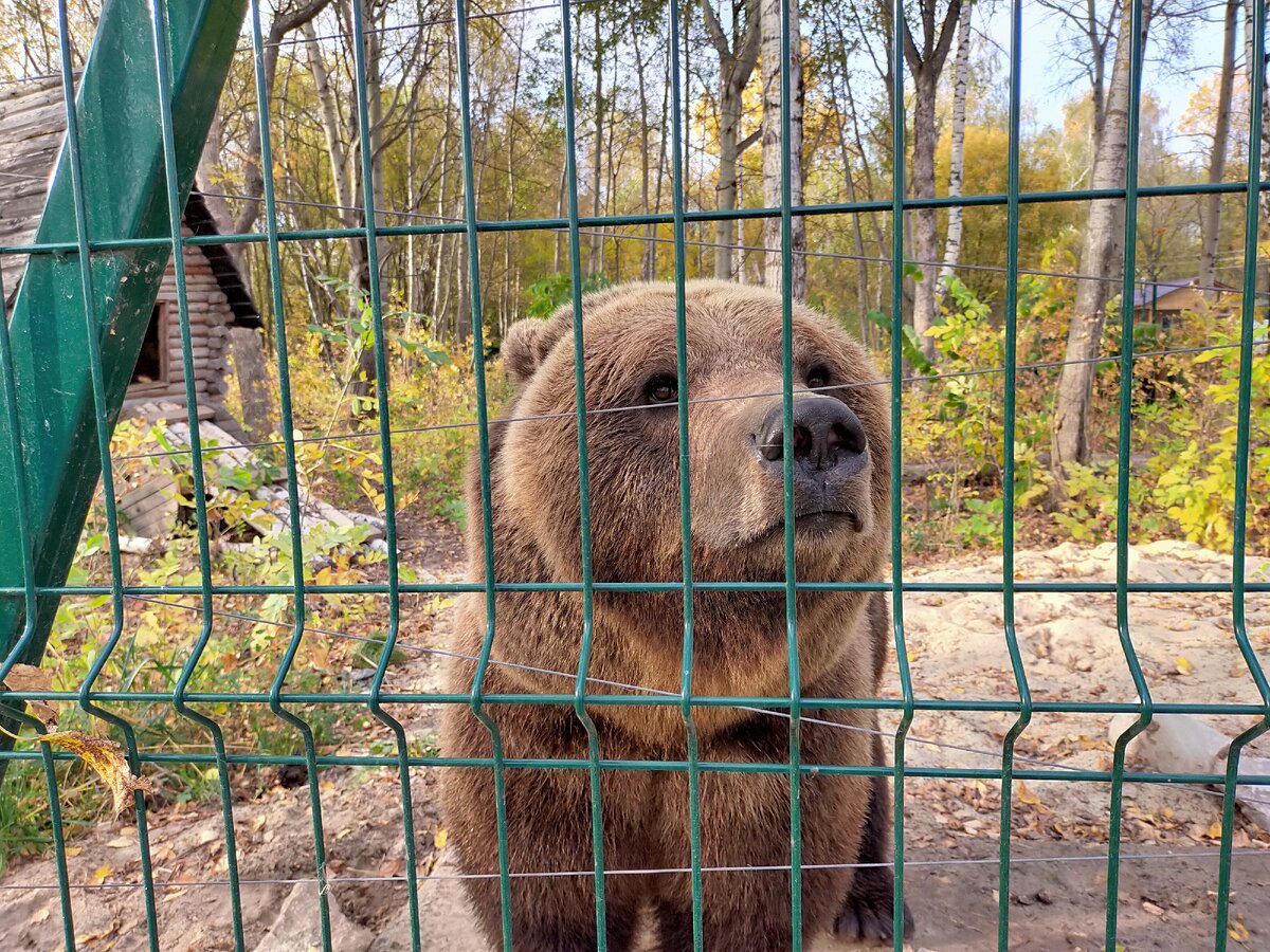 Канал bear