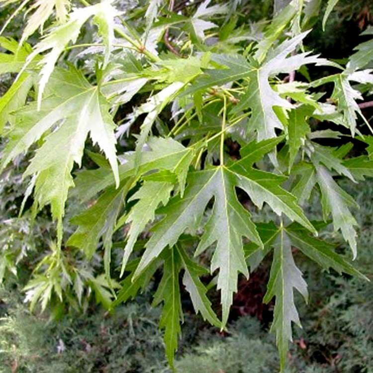 Лист клена сахаристого совершенно не похож на привычный нам клен остролистный,к тому же с обратной стороны он серебристый(от того и второе название), что вызывает некоторые ассоциации с тополем белым.