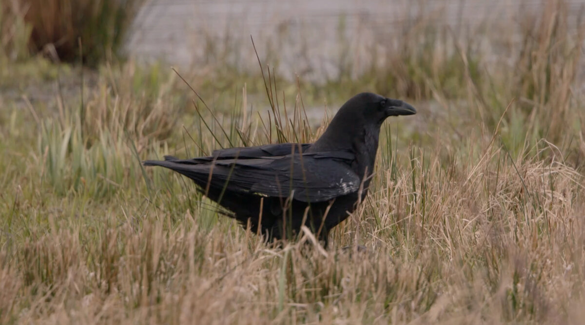 Ворон 44. Ошейниковый ворон. Большие черные птицы. Грач в полете. Ворон 44.