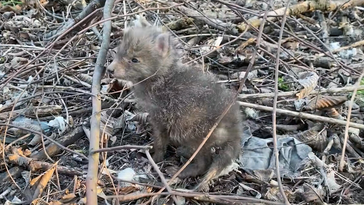 Детёныш лисы