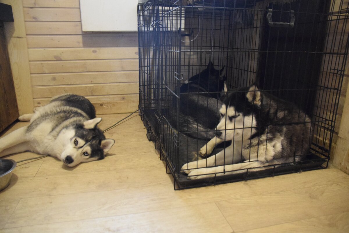 Олси и Барса спокойно сидят только в прохладной прихожей. На месте Харди обычно Зохан, так они проводят всю течку. 