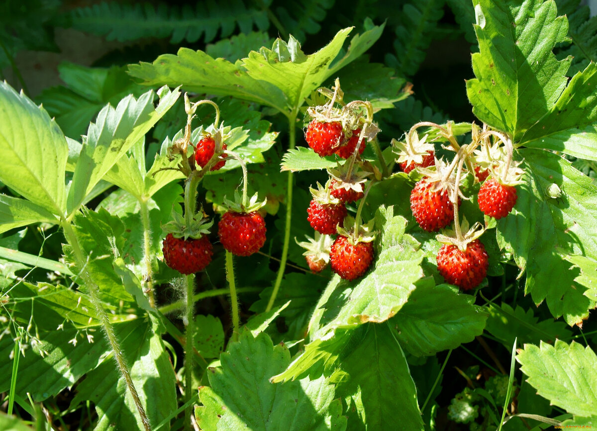 Фото Яндекс картинки