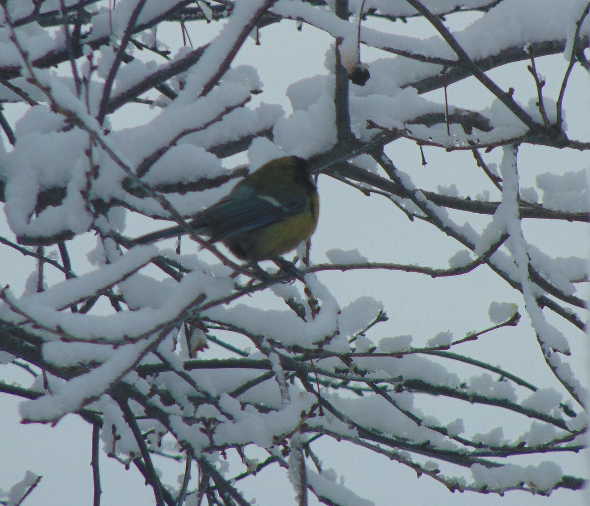 фото из архива автора (Во ору брусника)