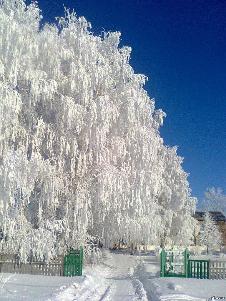 Чудеса природы зимой для детей