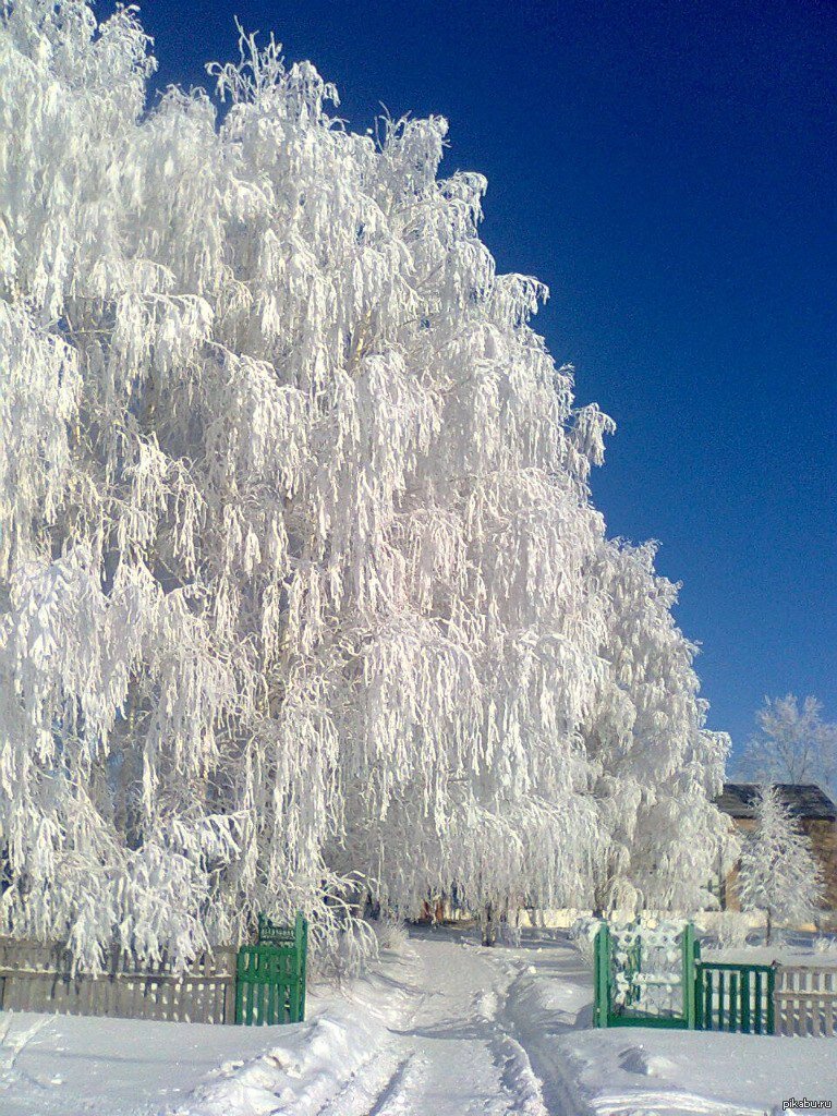 Деревья в снегу в деревне