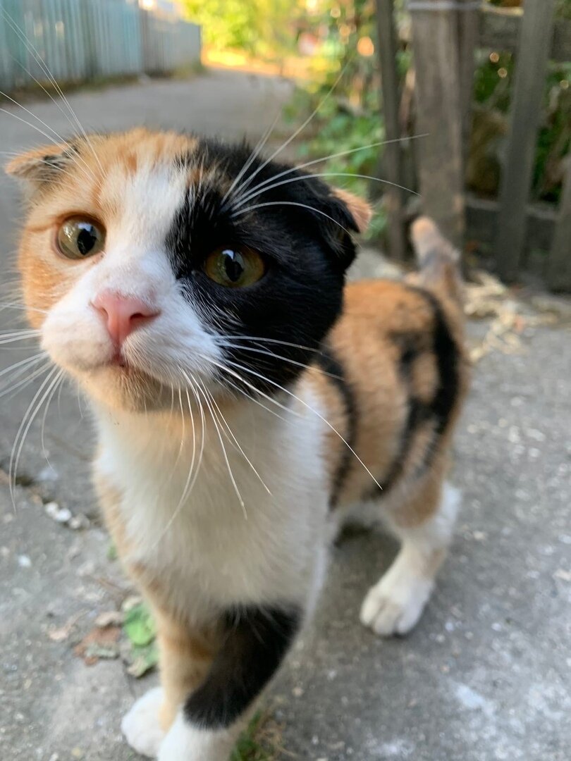 Это трехцветное чудо теперь живет у нас в доме