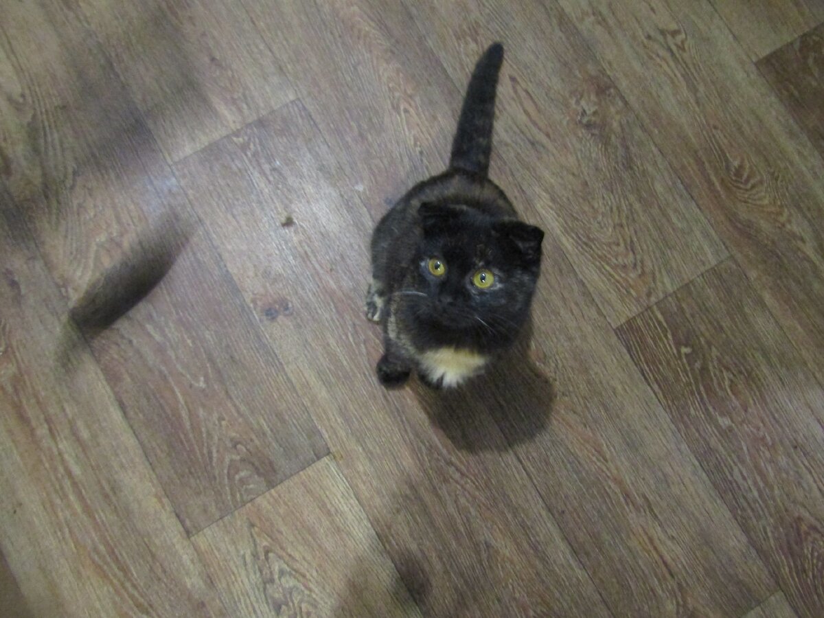   Симона  чувствует  себя   прекрасно .  Ест  ,  играет ,  гуляет .   Мы  по   возможности  стараемся  от  нее  не  отставать ))).Едим ,  гуляем  и   сидим  в  интернете )))