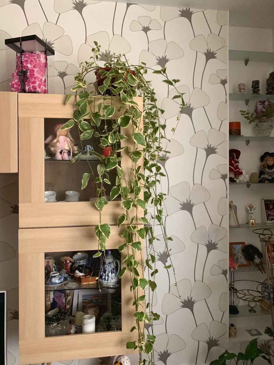 Любому растению нужен правильный уход 