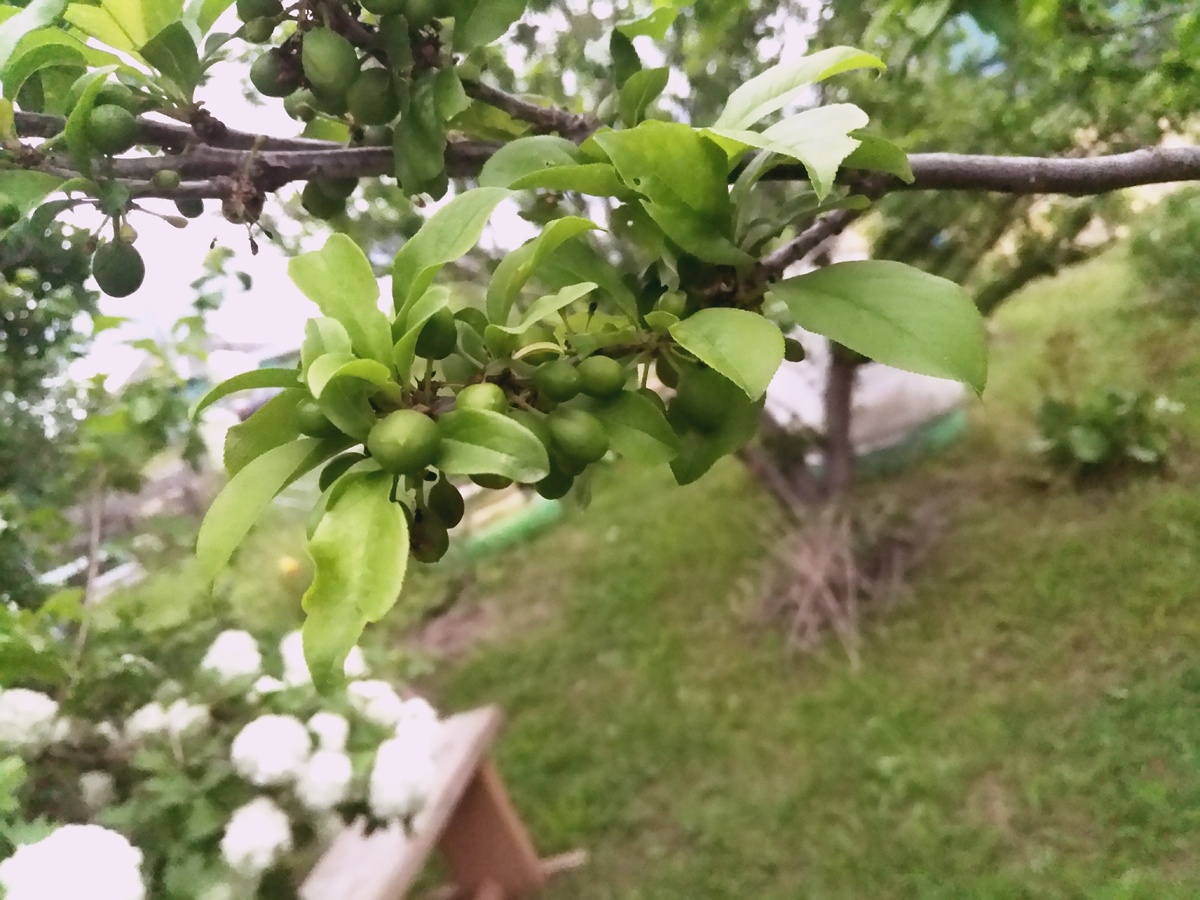 Слива, усыпана плодами, для нас стало радостью! На седьмой год её жизни