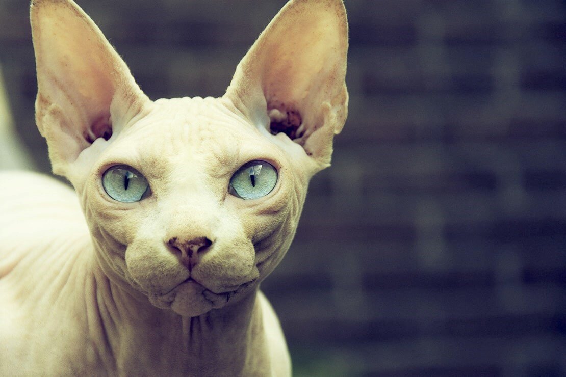 Кошка похожая на сфинкса. Кот сфинкс. Глаза сфинкса.