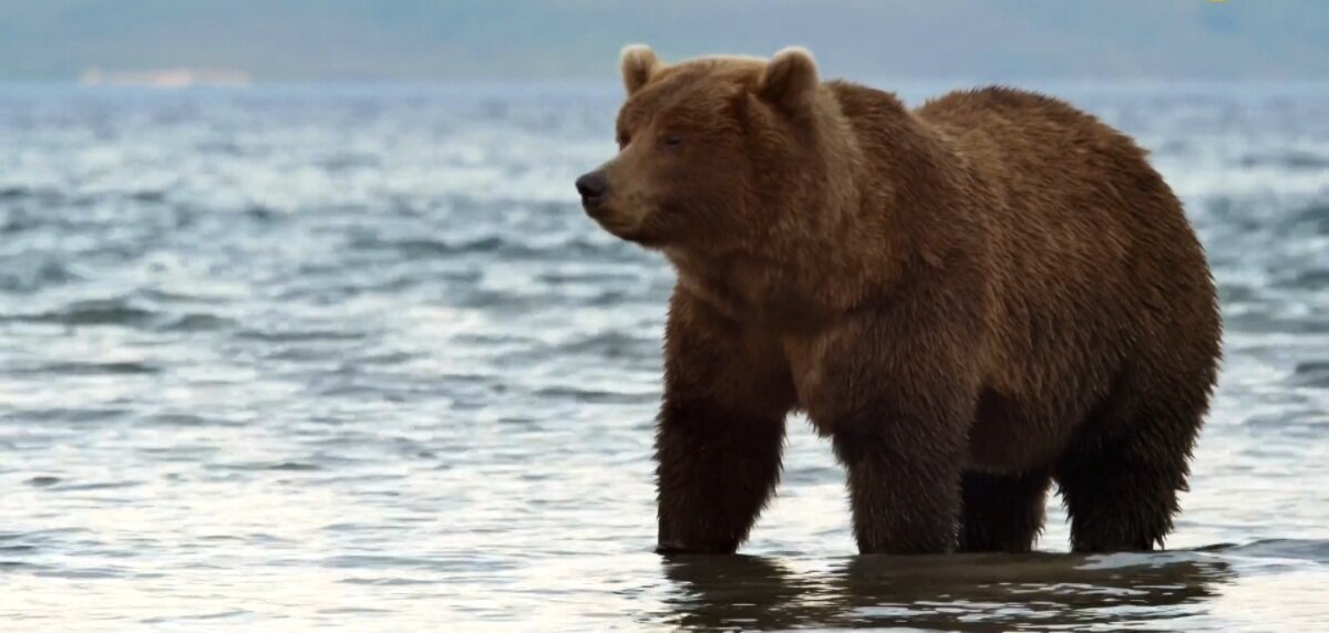 Мишка задумчиво смотрит вдаль