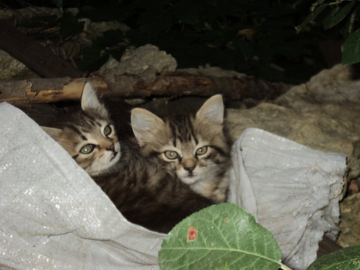 Макси и Мини похожи на Марусю, как две капли воды. Различали их только по размеру