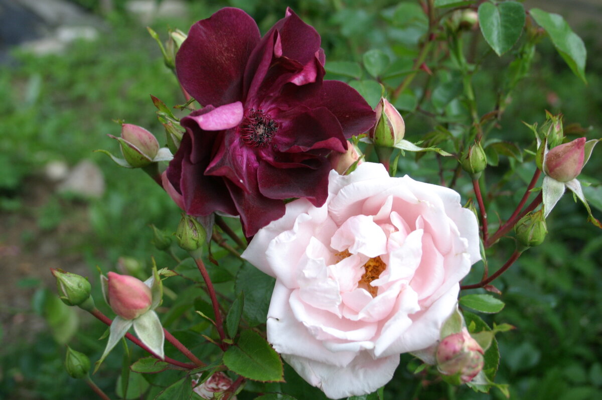 Нью Доун и Бургунди Айс