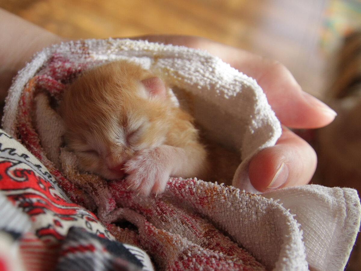 Пошла вторая неделя жизни. Фото автора