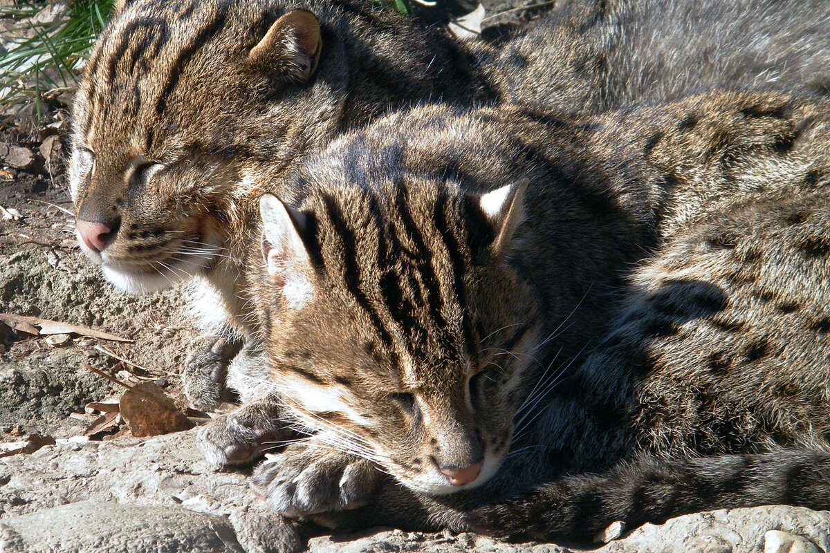 Кошка -рыболов пазлы