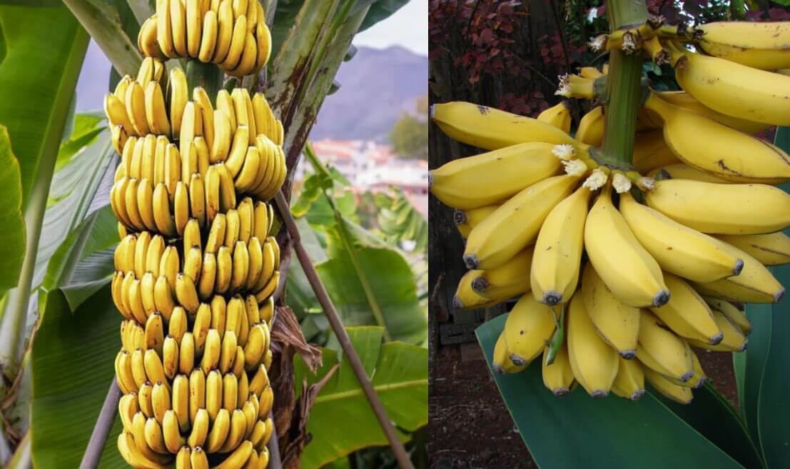 Бананы растут в россии. Банановая Пальма Муса. Банановое дерево в Южной Америке. Бананы растут. Банановое дерево декоративное.