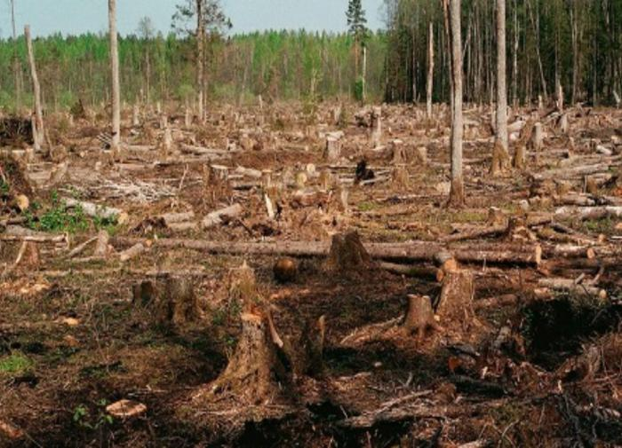 Фото с сайта dlh.avo.ru