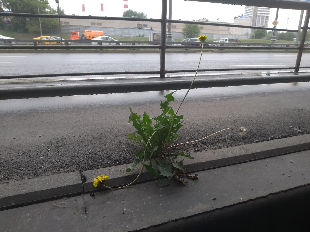 Представляете, какая сила желания жить??!! Как это растение вообще там выросло? 