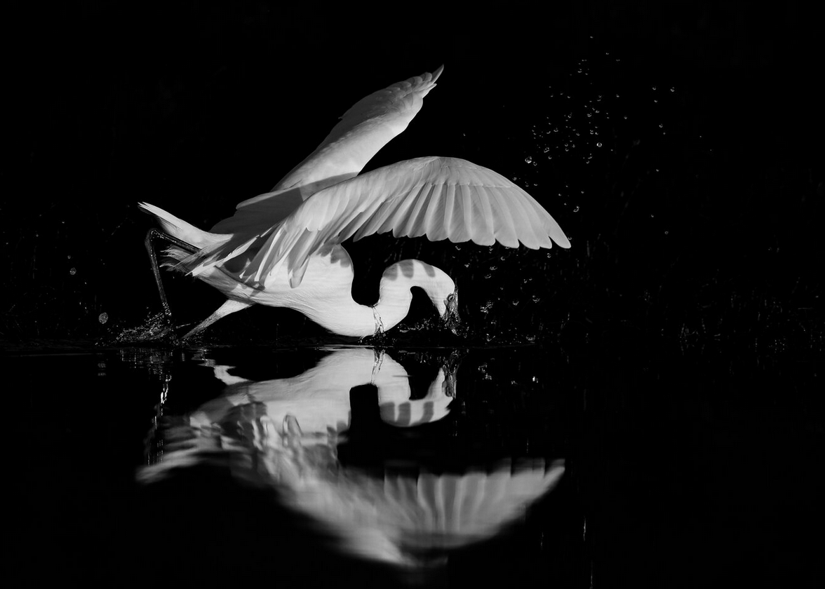 Фото: Sue Chick, wildartpoty.com