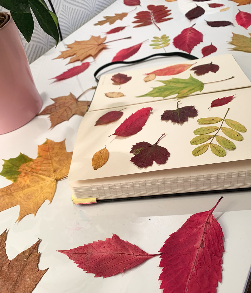 Осенние листья нужны для создания детских поделок. Если другой природный материал (каштаны, жёлуди и ветки) можно использовать сразу, то листья необходимо подготовить для творчества - высушить.