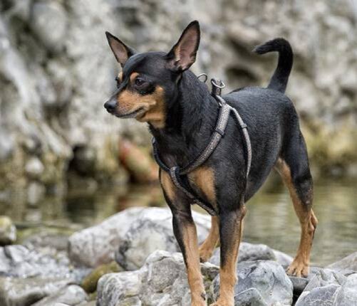 Собаку укусила лягушка: причины, симптомы и лечение