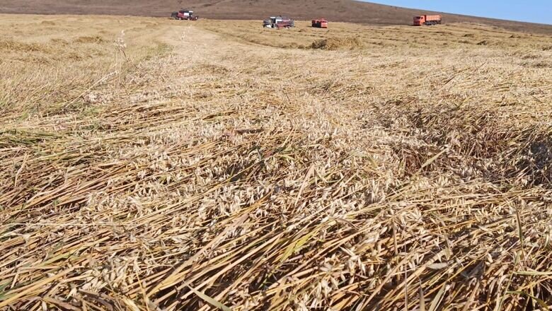 Фото: пресс-служба Минсельхозпрода РХ