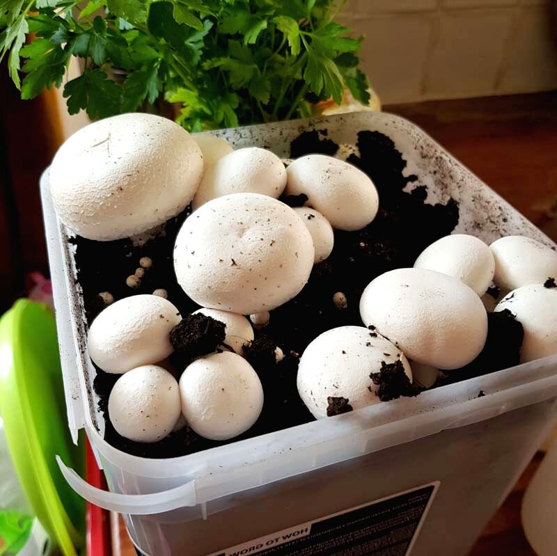 Шампиньоны