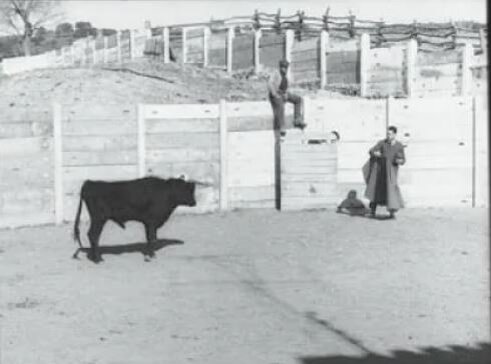 Бык спокоен