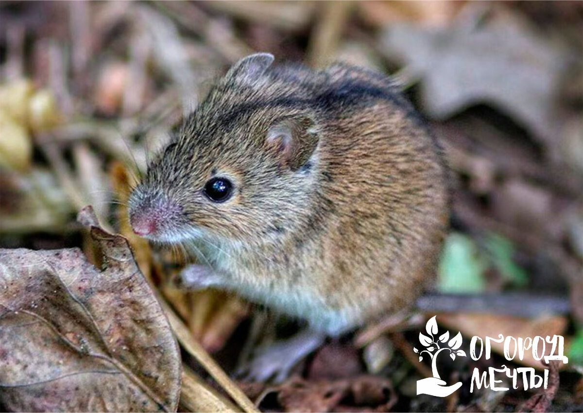 Средняя мышь. Мышовка Степная – Sicista subtilis. Мышь полевка. Лесная мышовка Sicista betulina. Полевая мышь Apodemus agrarius.