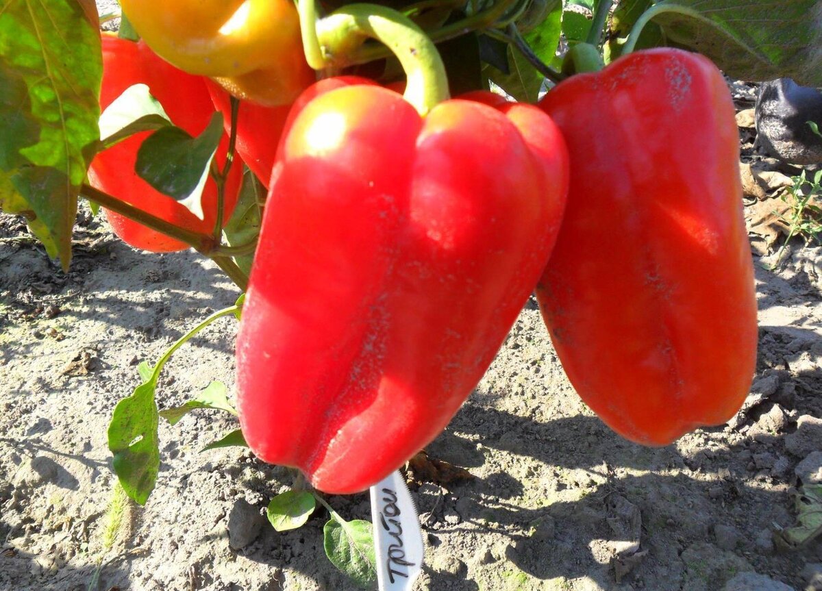 Сорт перца сластена. Сорт тритон. Перец сладкий тритон. Сорт перца тритон. Сорт тритон.