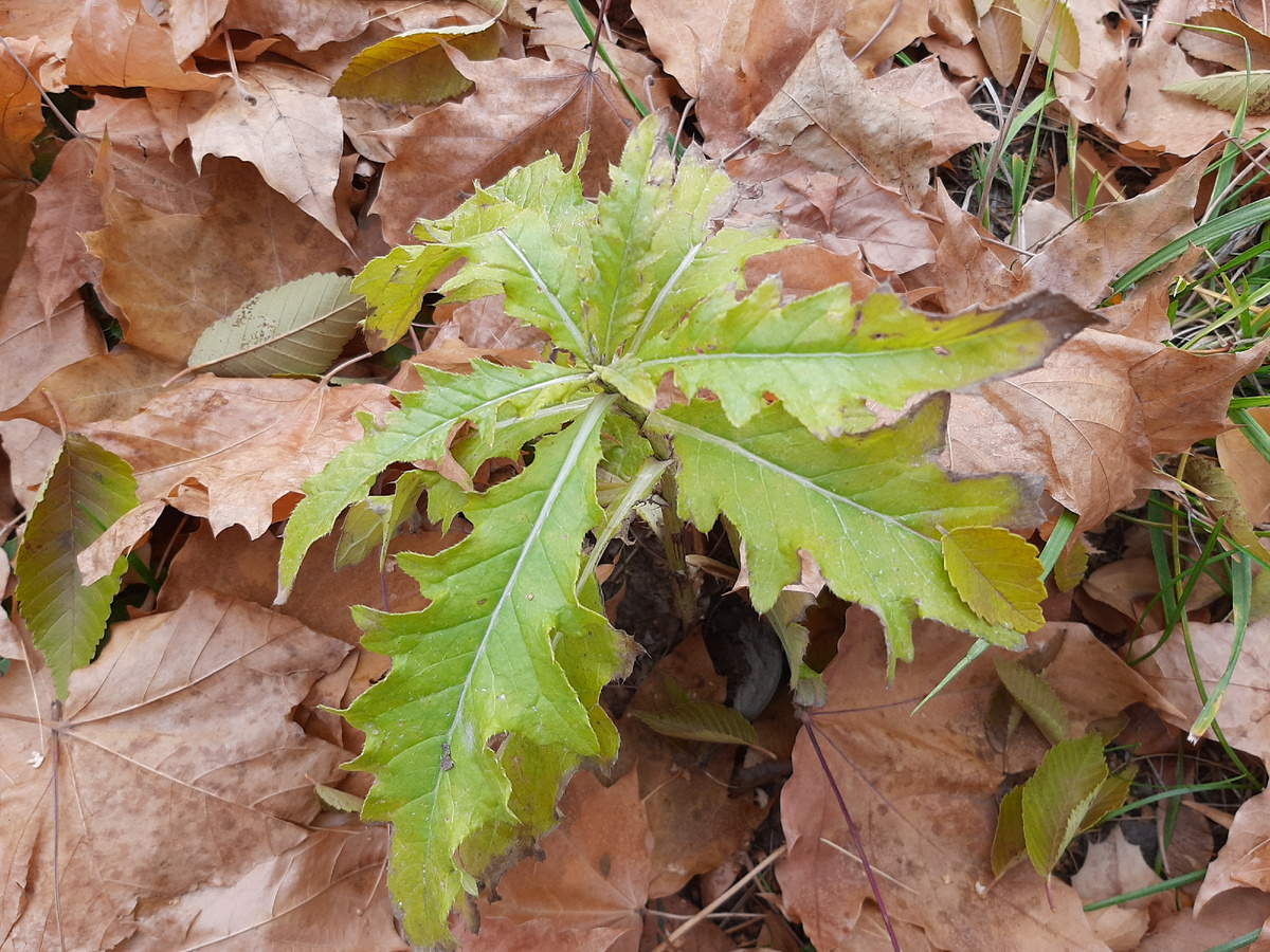 Фотография из личного архива автора