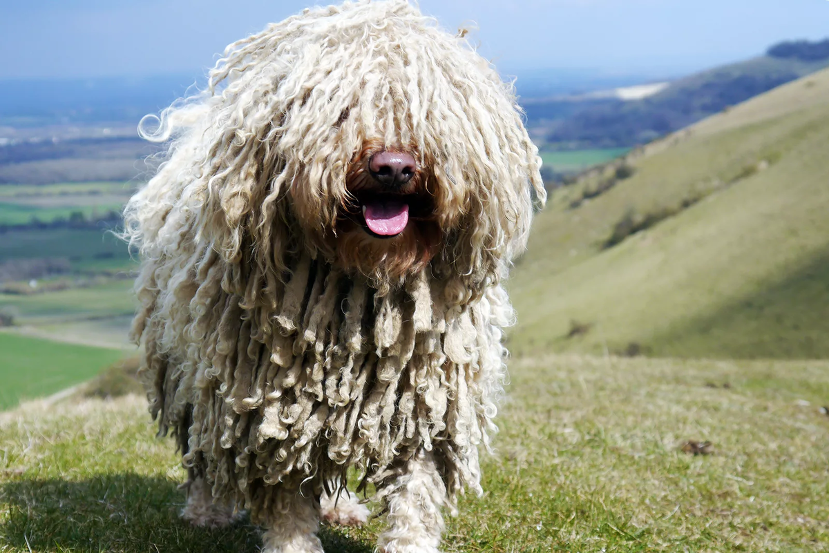 Pin de #MamaHa! en Самая большая собака Razas de perros miniatura, Los perros má